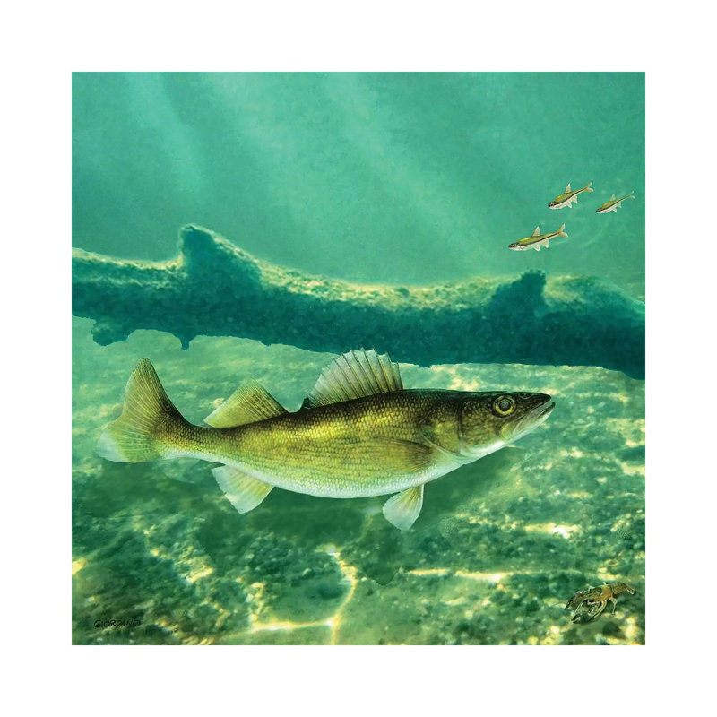 Deep Water Walleye - Wrapped Canvas Print, 45.72 cm H x 45.72 cm W x 3.175 cm D