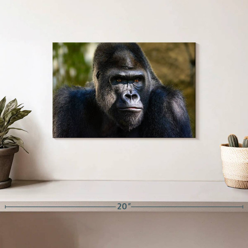 Mountain Gorilla, 8" H x 12" W