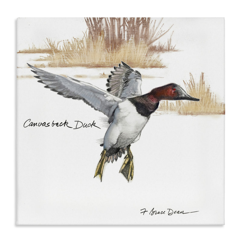 «Canvasback Duck Flying», art mural par Jadei, H 24 po x l 24 po