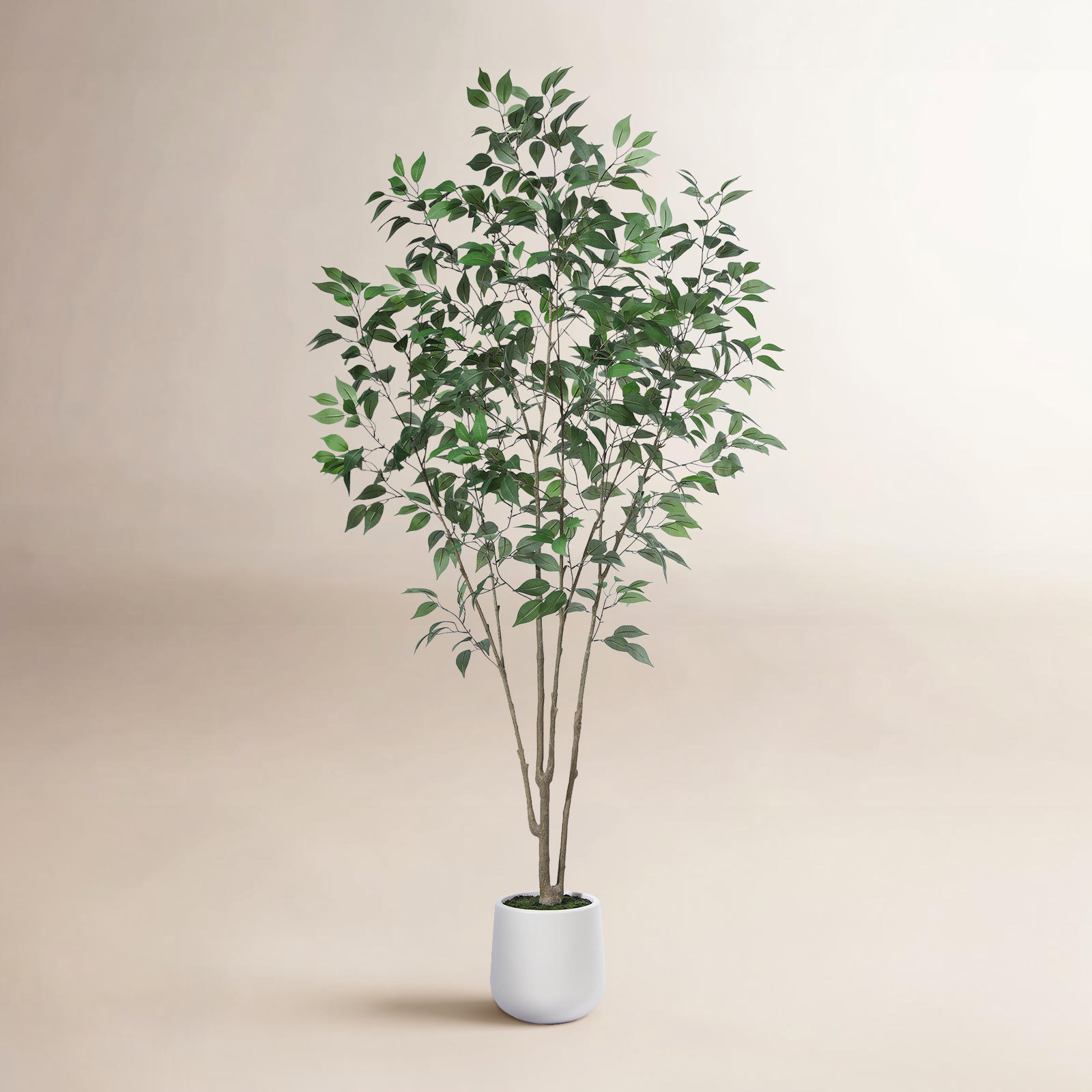 Agostino 84" Ficus Tree in Pot, 84" H x 28" W x 28" D