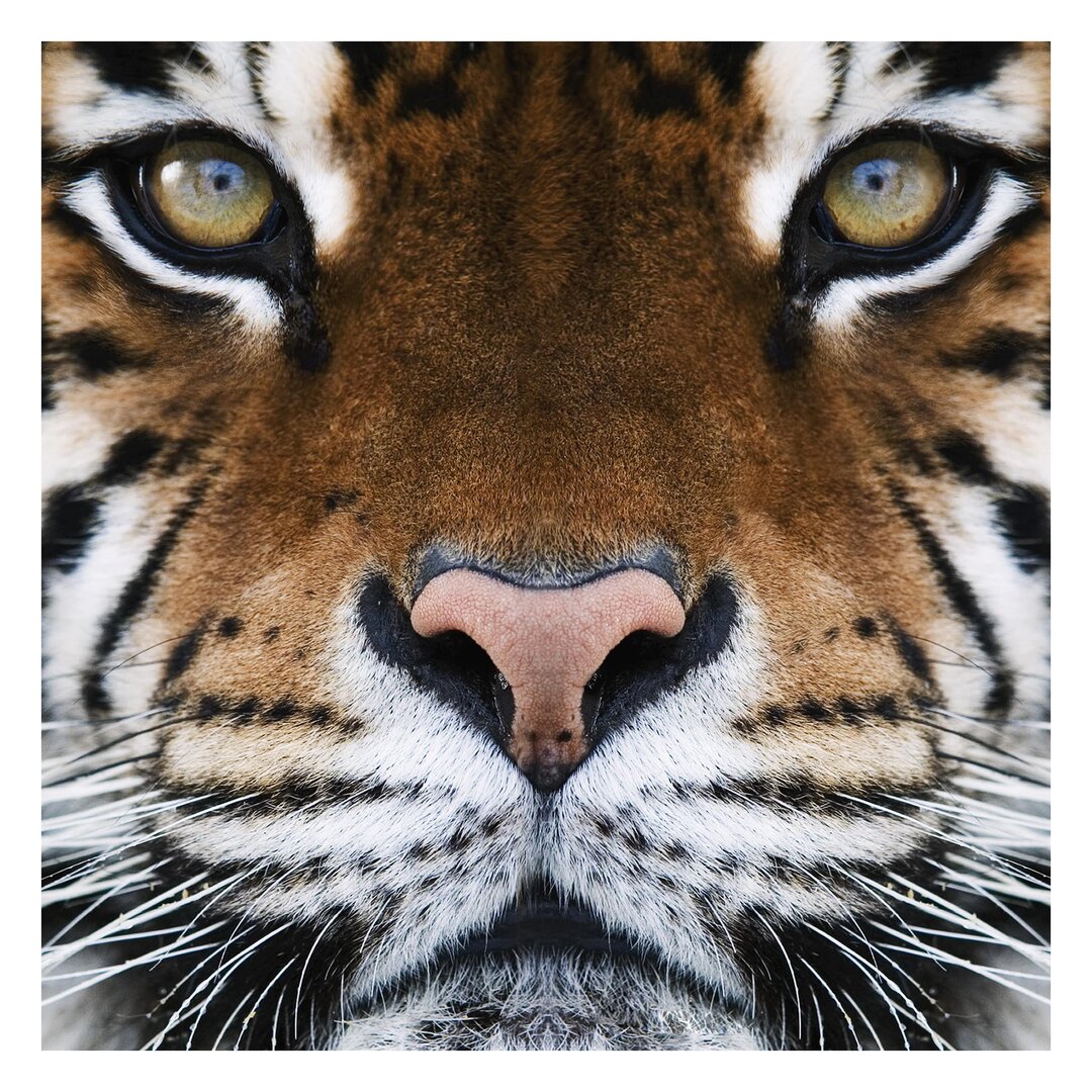 Strukturierte Fototapete Tiger Eyes 2,88 m x 288 cm