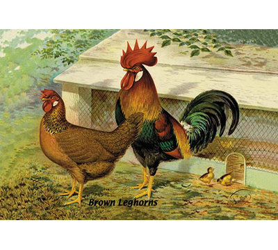 " Brown Leghorns "