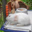 Rabbit Cage