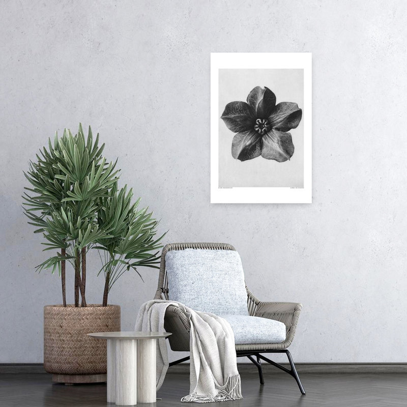 «Cobaea Scandens», impression d'art rétro fleur rétro, 24" H x 16" W