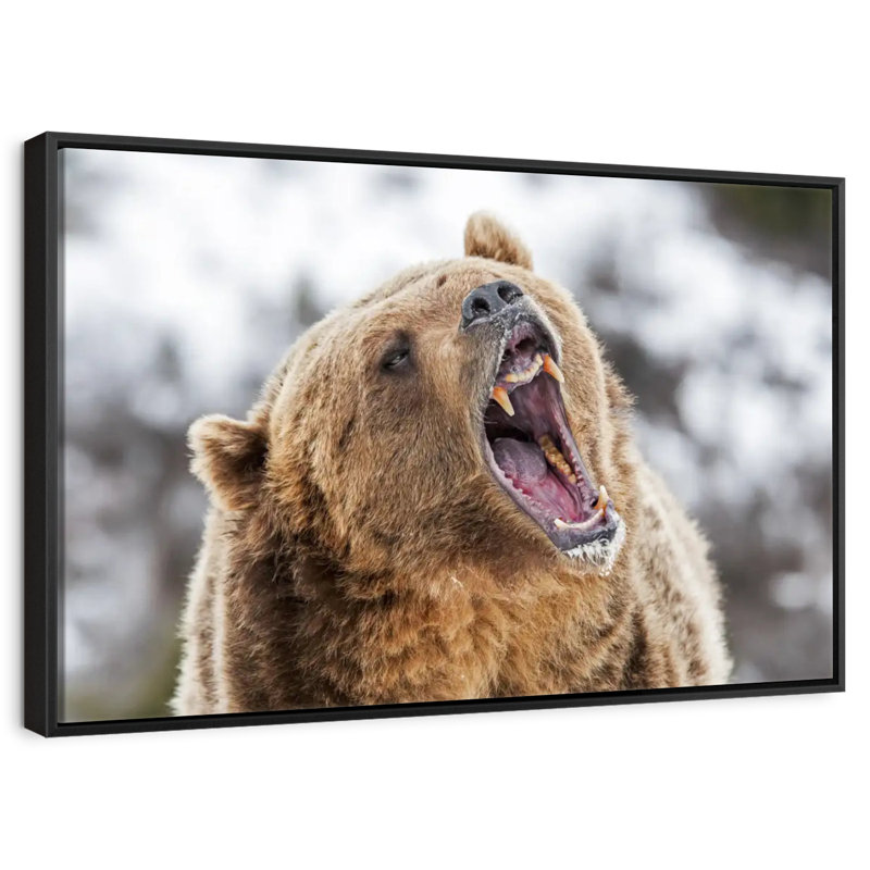 Grizzly rugissant, Cadre flottant noir, 43 po x 29 po