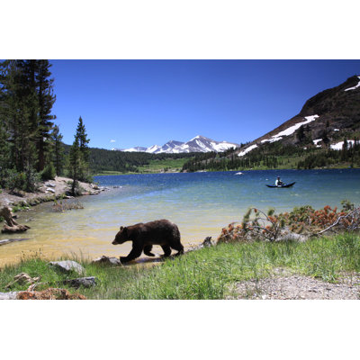 Black Bear - Wrapped Canvas Print