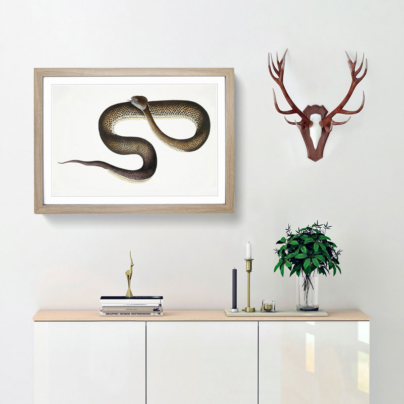 Blue Spotted Snake Illustration by John Edward Gray - Picture Frame Graphic Art Print, 27cm H x 36cm W x 2cm D, Oak Framed