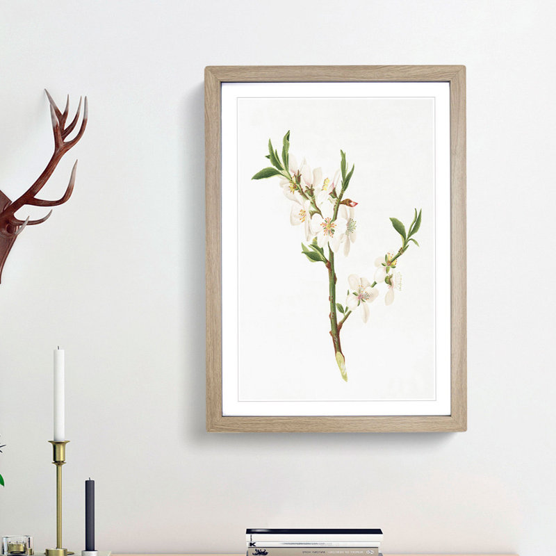 Almond Tree Flower by Giorgio Gallesio - Single Picture Frame Painting, 63cm H x 45cm W x 2cm D, Oak Framed