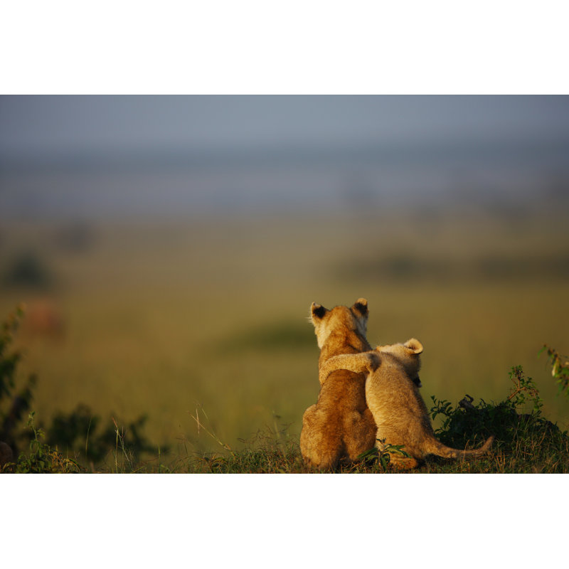 Buddies - Wrapped Canvas Print, 61cm H x 91cm W