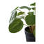 Anca 28cm Pelia Plant