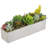 6.1'' Plant