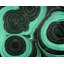 Napperon Shapes