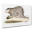 Porcupine Illustration by John Edward Gray - Wrapped Canvas-55339645