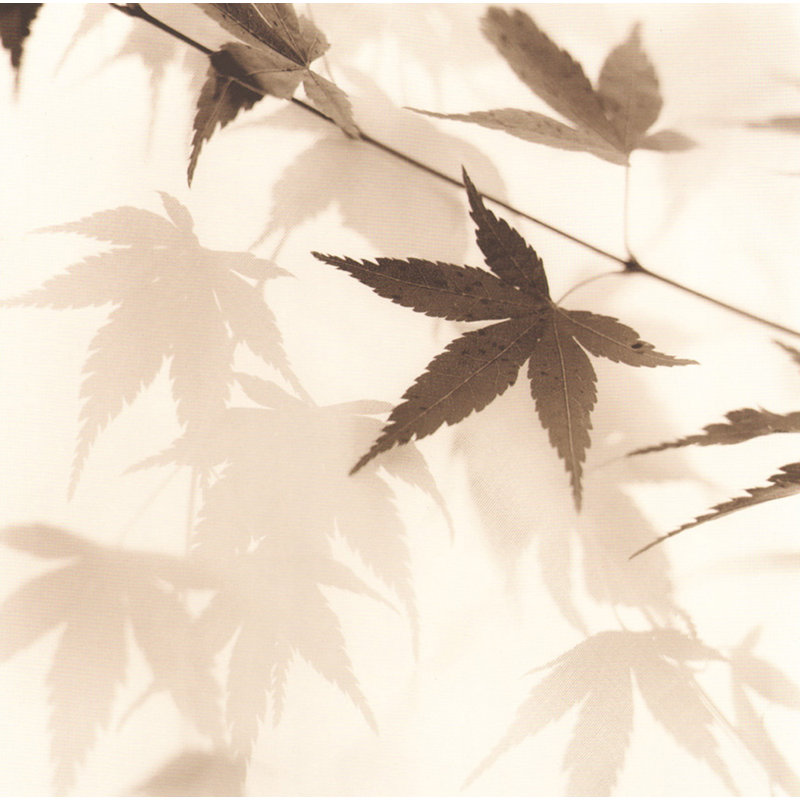 Feuilles d'érable japonaises II, H 36 po x l 36 po