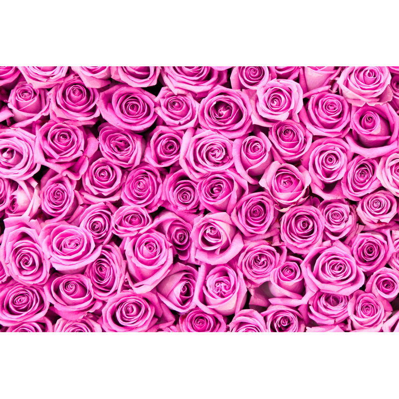 Roses roses - Photographie sur toile tendue, L 12 po x H 8 po