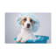 «Cute Russel Terrier Bath», art mural sur toile-1820647026