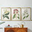 Antique Botanical Collection X - reproduction sur mesure encadrée de qualité supérieure - 3 pièces-964396666-964396669