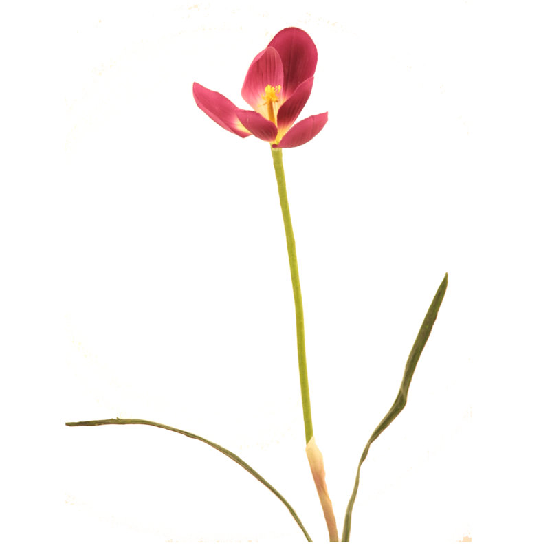 Crocus sans bulbe - mauve