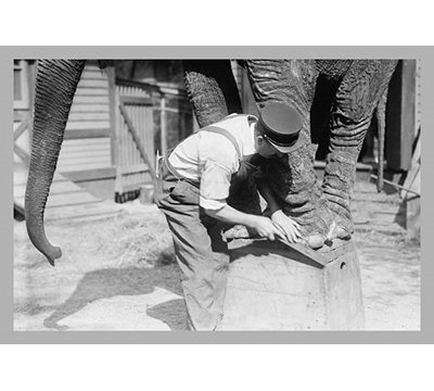 « éléphant pedicure », reproduction de photo