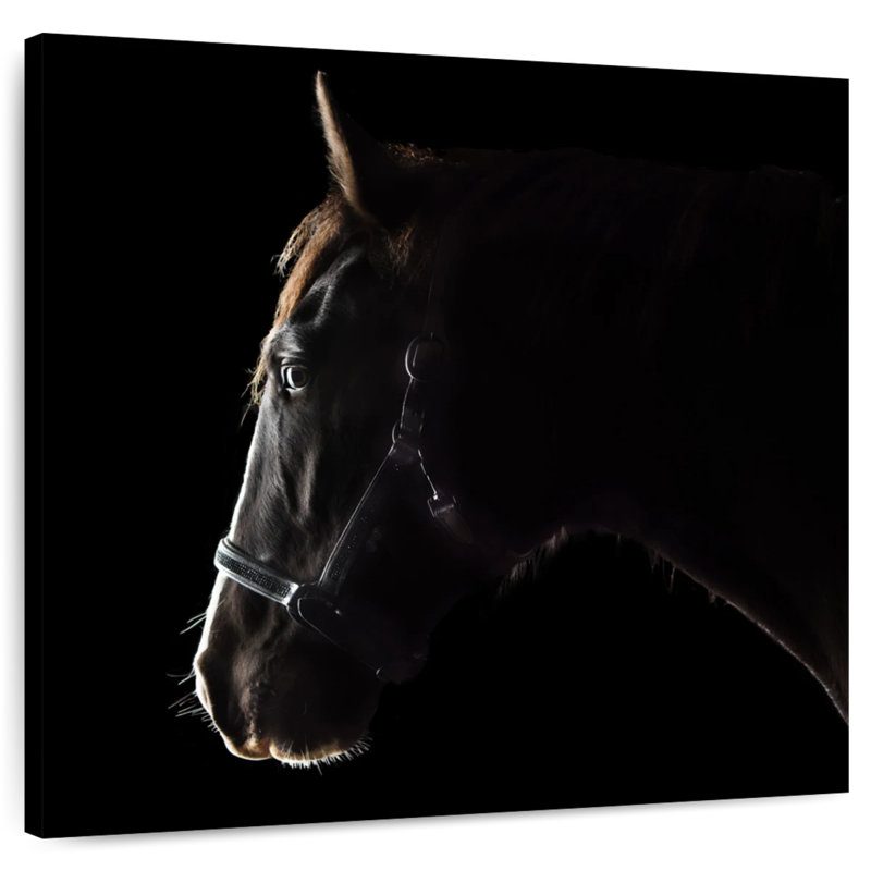 Crowle Black Clydesdale Cross Horse