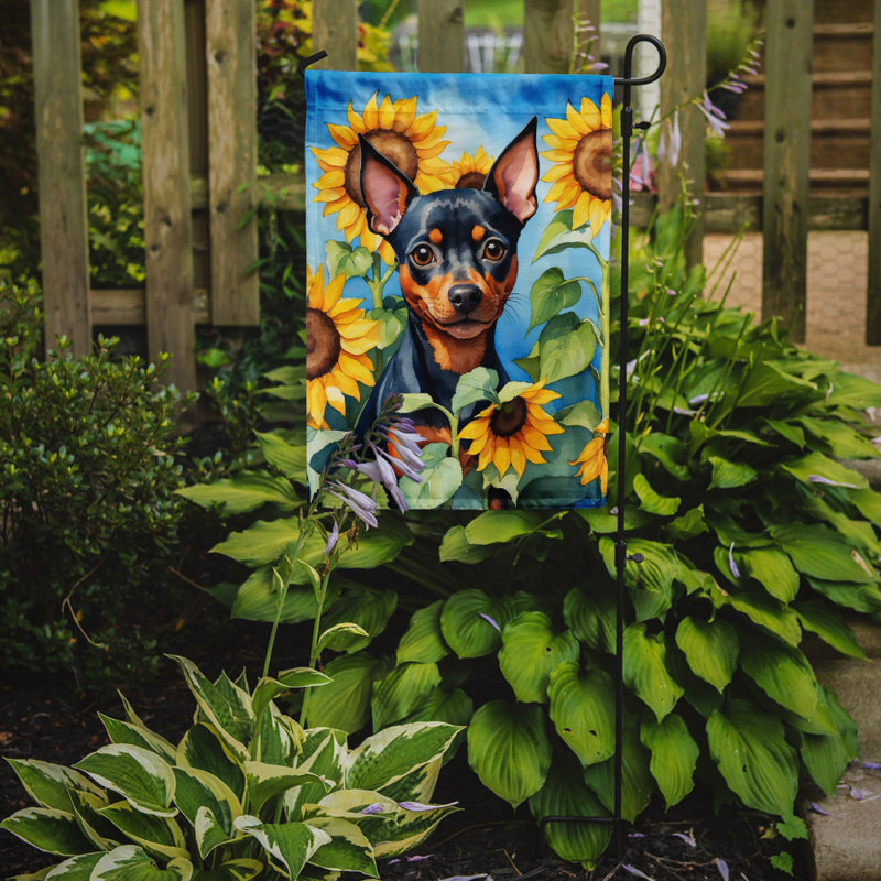 Lévrier irlandais dans le drapeau du jardin de tournesols, Pinscher miniature
