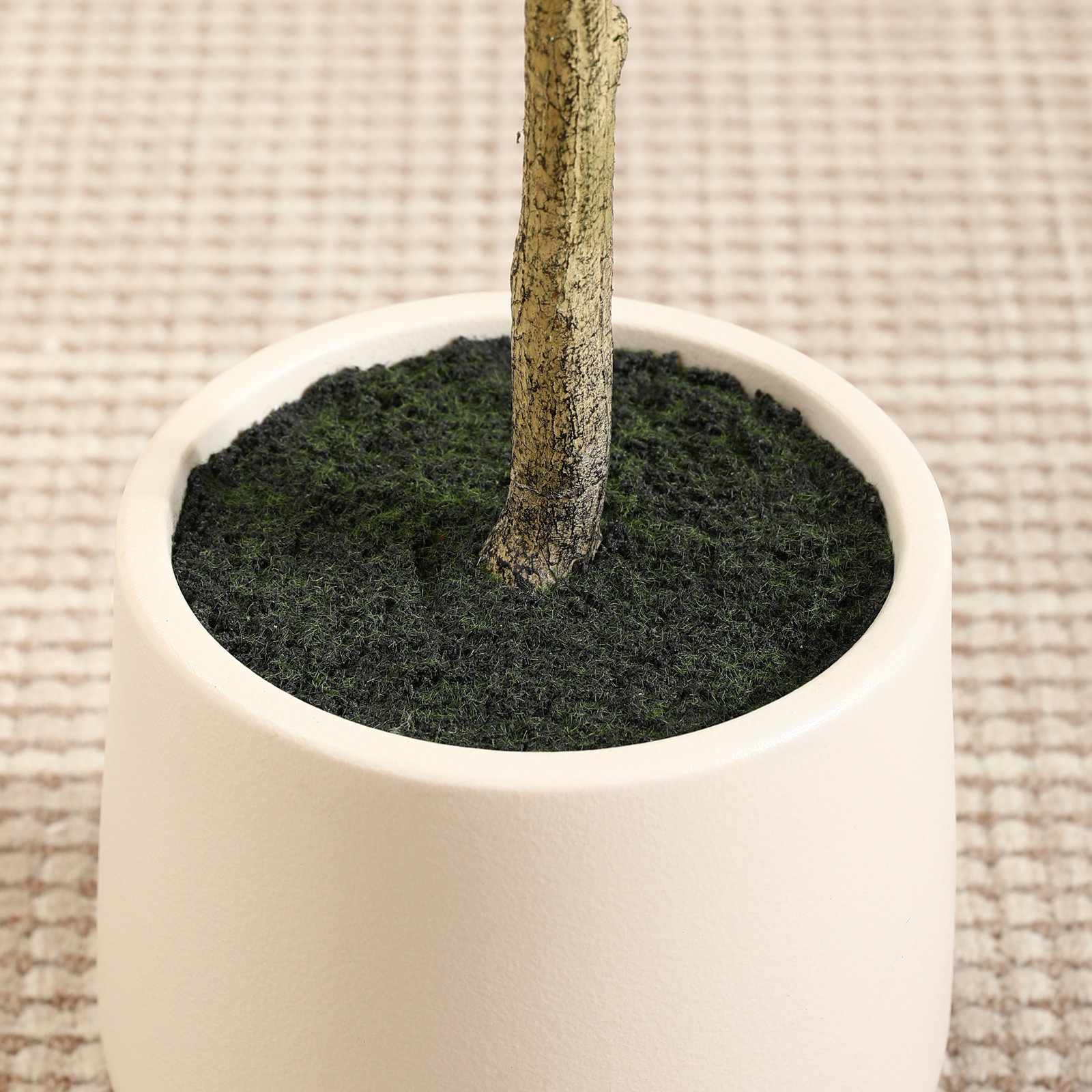 Anasta Ficus Tree in Pot, 84" H x 28" W x 28" D