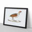 Olive Partridge Illustration by John Edward Gray - Picture Frame Painting Print-55581374-55581373