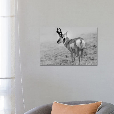 Pronghorn Antelope, Yellowstone National Park, Wyoming - Wrapped Canvas Print