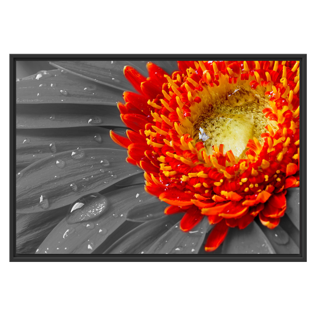 Gerahmtes Wandbild Gerbera mit Wassertropfen