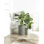 Plant Pot 36 x 51 cm Grey EUCOMMIA