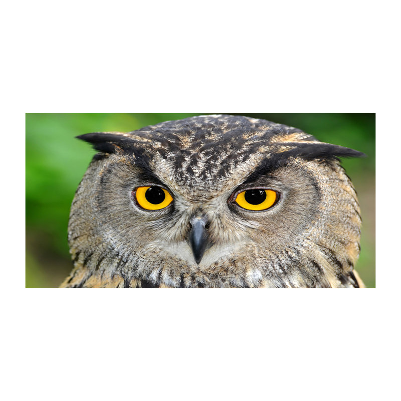 Owl - No Frame Print, Canvas, 70cm H x 140cm W