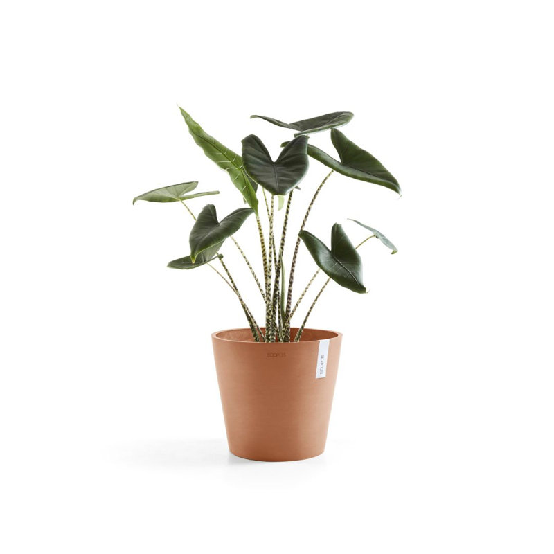 Jardinières en pot, Terre cuite, H 10 po x l 10 po x P 9,65 po