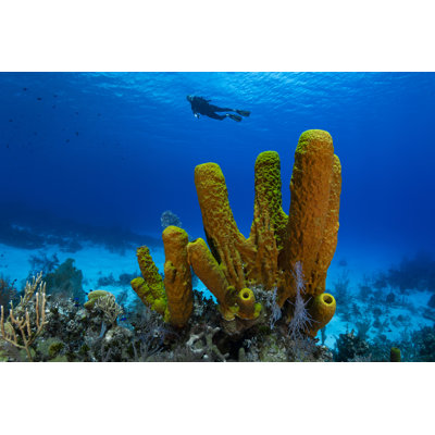 Yellow Tube Sponge And Diver by Global_Pics - Wrapped Canvas Print