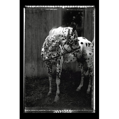 Equine Double Take II by Susan Friedman - Photograph