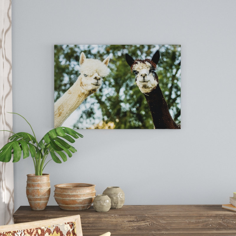 Alpaca Portrait III by Tyler Stockton - Wrapped Canvas Photograph, Wrapped Canvas, 61cm H x 91cm W
