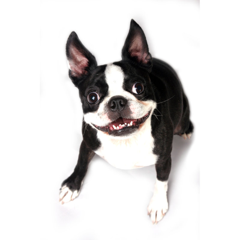 Grin Dog by Vectorarts - No Frame Art Prints on Canvas, 76cm H x 51cm W