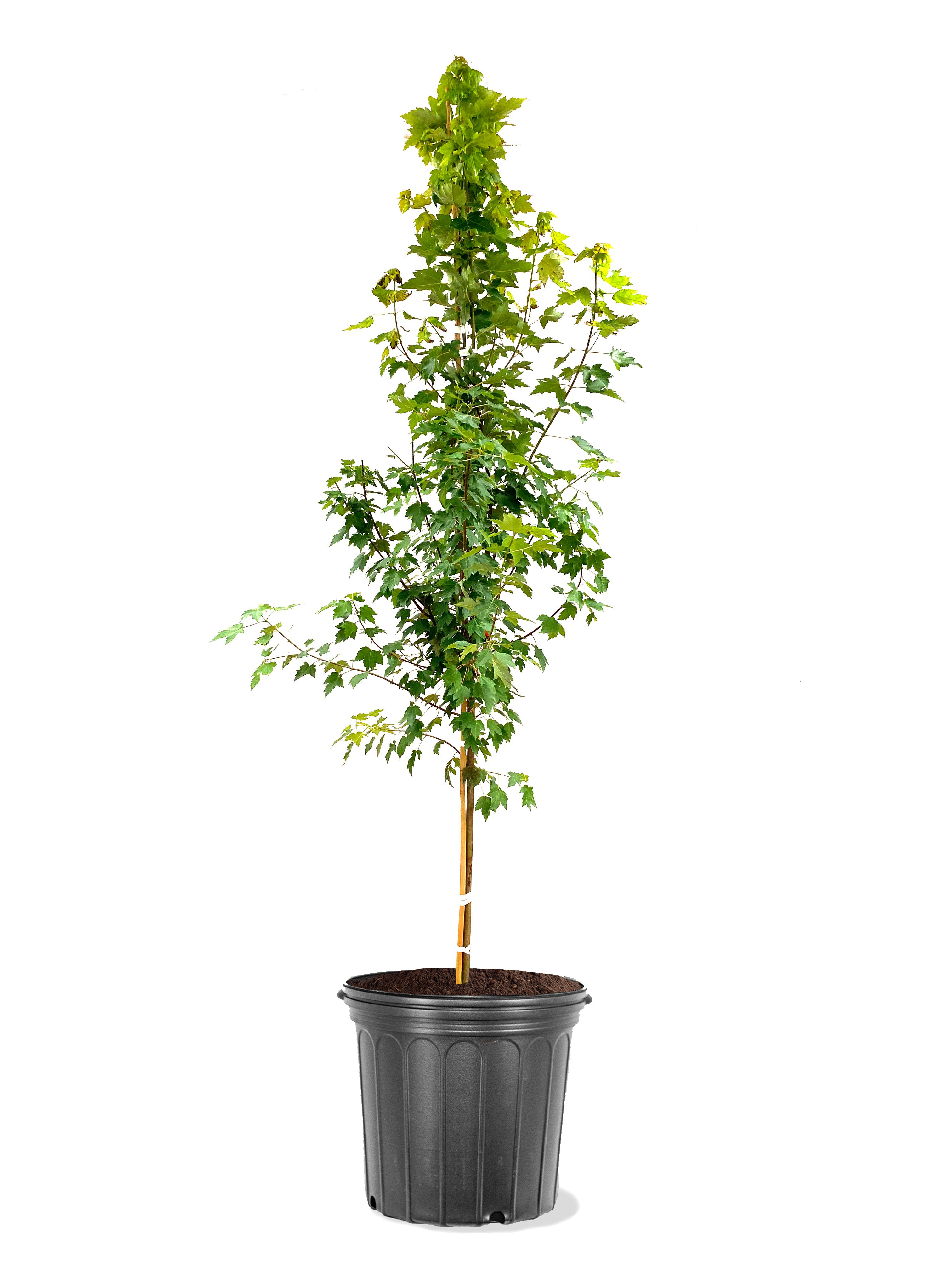American Plant Exchange Shade Tree Live Sun Valley Maple, 5Gallon Pot