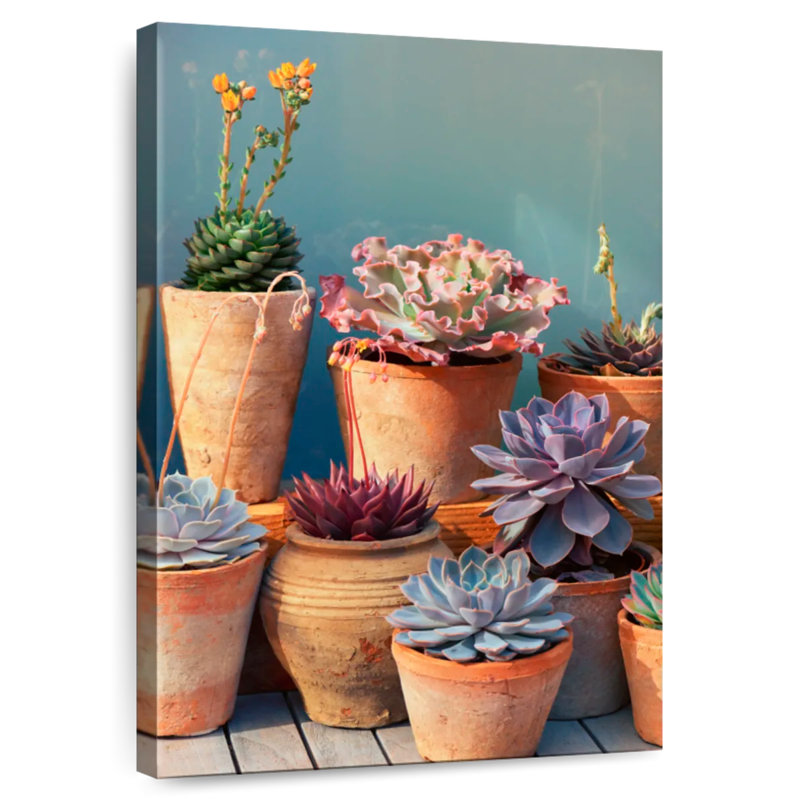 Plante grasse Harnek sur table, H 36 po x l 24 po