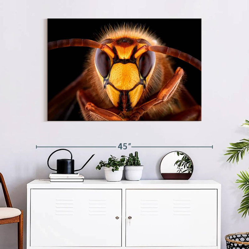 Brampt European Hornet Head