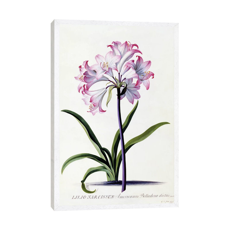 Lilio Narcissus, C.1744 by Georg Dionysius Ehret - Painting on Canvas, White Framed, 66.04 cm H x 45.72 cm W