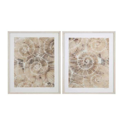 Fossil Nautilus I, reproduction encadrée