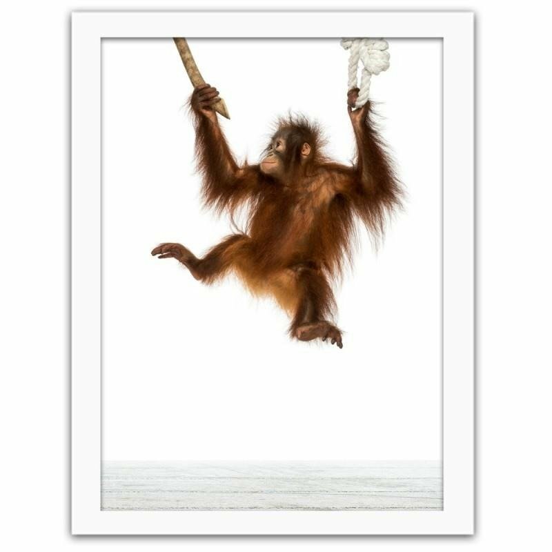 Gerahmtes Poster Orang-Utan auf den Seilen