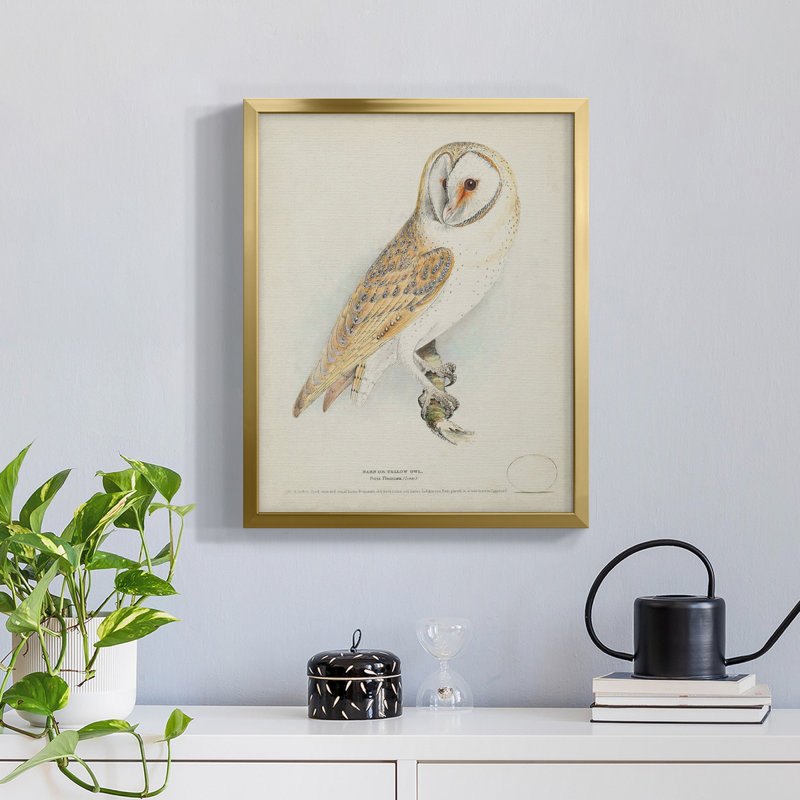 " Barn Owl " Painting Print