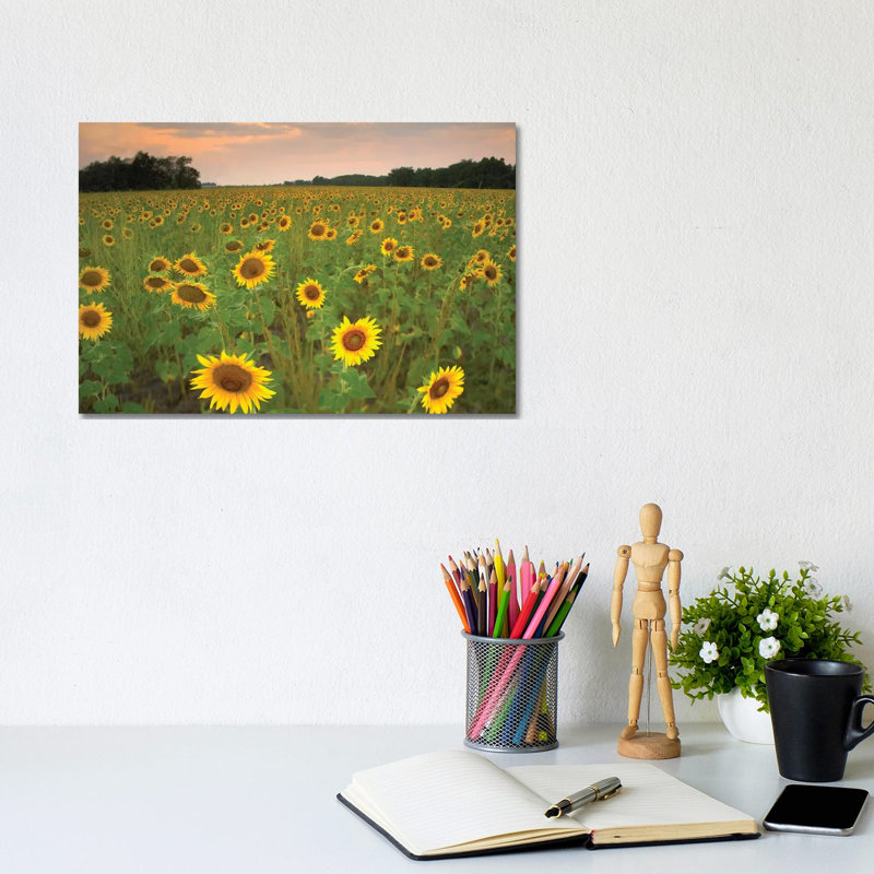 Field Of Sunflowers, Flint Hills National Wildlife Refuge, Kansas by Tim Fitzharris - Wrapped Canvas Print