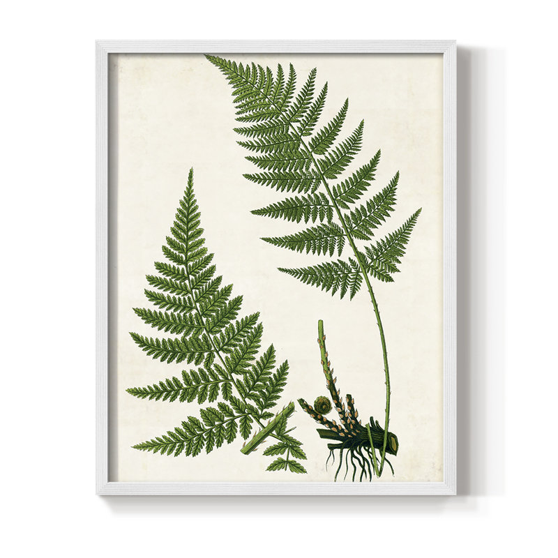 Impression encadrée Fern II - bois massif, H 11 po x l 9 po, Blanc