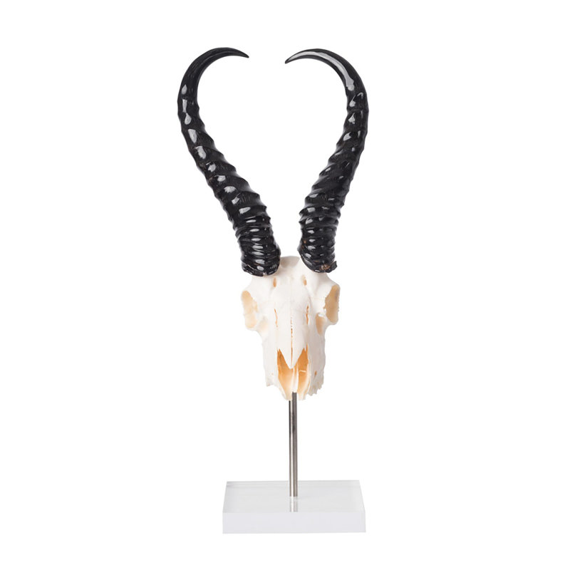 Mounted Springbok Skull