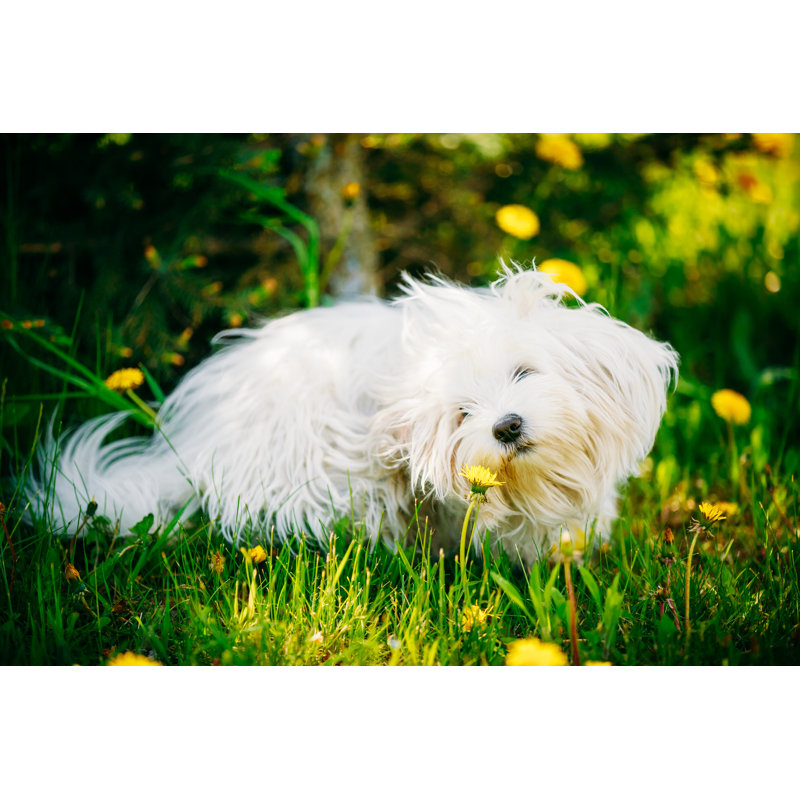 White Bichon Bolognese Dog Sitting In Green Grass by Elvira Draat - Wrapped Canvas Print, 30cm H x 46cm W x 3.8cm D