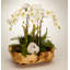 Orchid Centerpiece in Planter-46128081