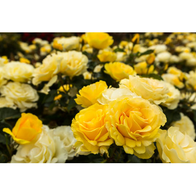 Roses jaunes - photographie sur toile