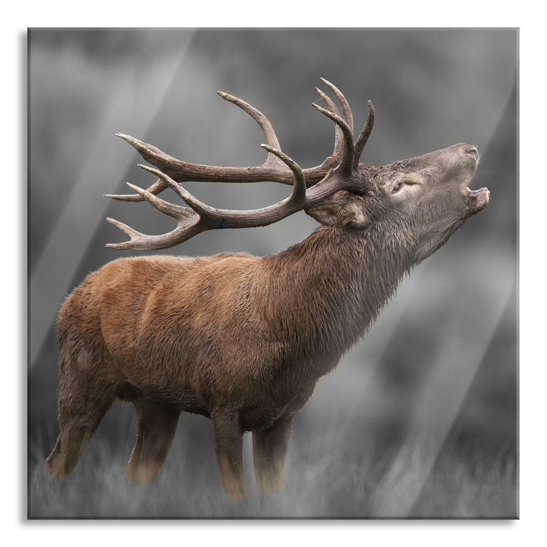 Glasbild Röhrender Hirsch mit mächtigem Geweih